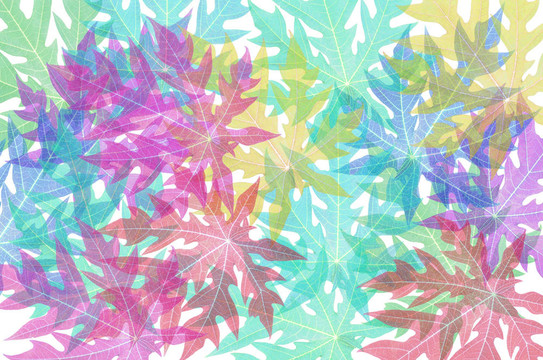 摘要番木瓜葉結(jié)構(gòu)。