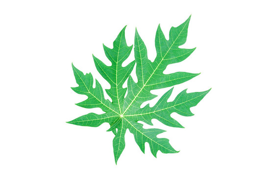 帶道番木瓜葉。