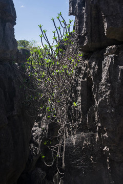 Tsingy of Ankarana