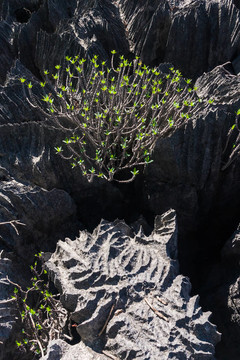 Tsingy of Ankarana