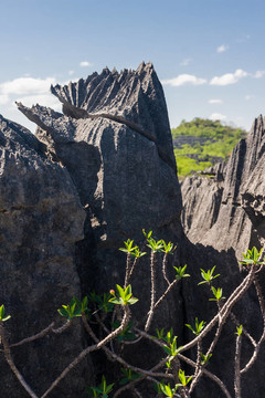 Tsingy of Ankarana