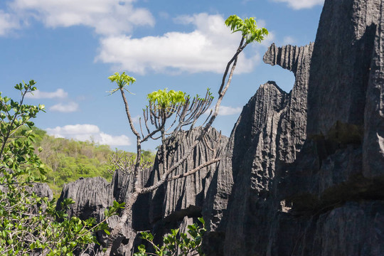 Tsingy of Ankarana