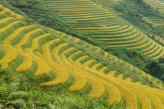 高山梯田