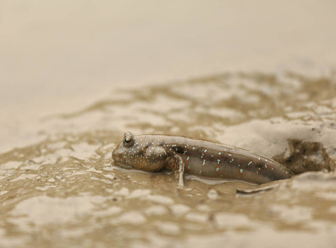 彈涂魚