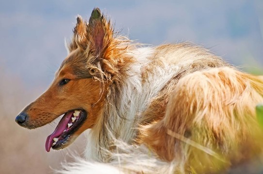 美國純種的牧羊犬