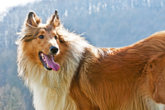 美國純種的牧羊犬