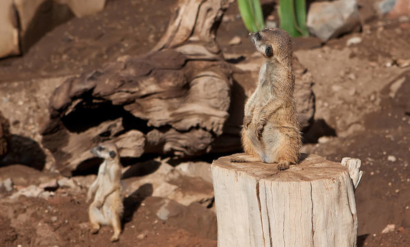 貓鼬在動物園