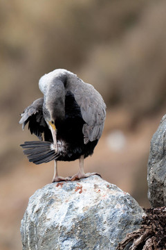 發(fā)現(xiàn)粗毛（Phalacrocorax punctatus）
