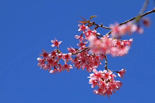 粉色櫻花和藍天