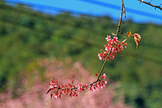 櫻花花束粉