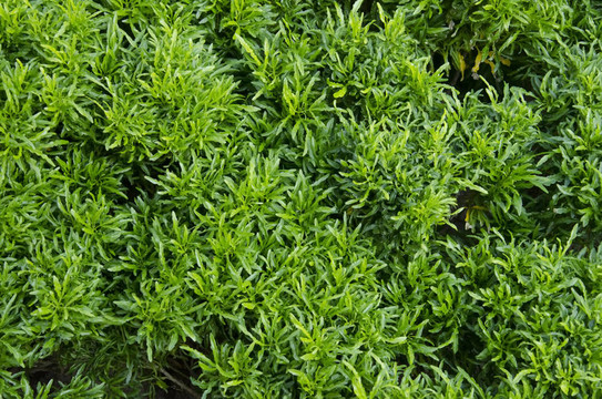 近距離綠化植物