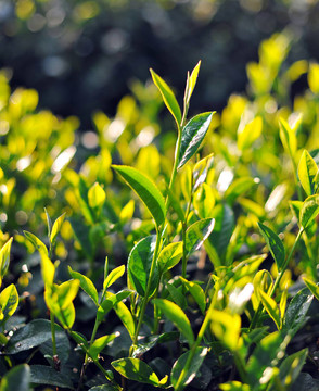 茶樹(shù)鮮葉