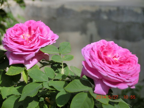 花卉