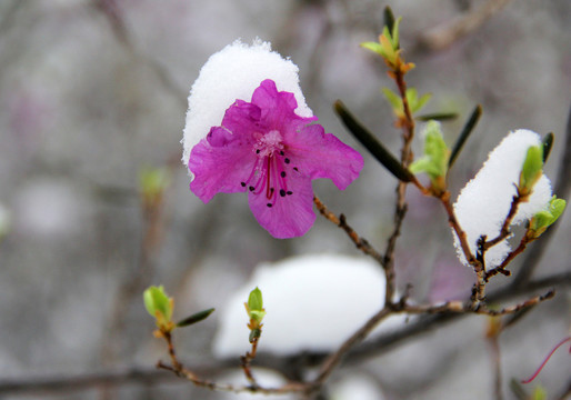 杜鵑春雪