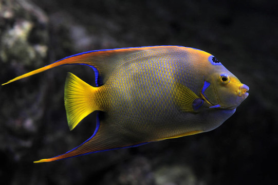 額斑刺蝶魚