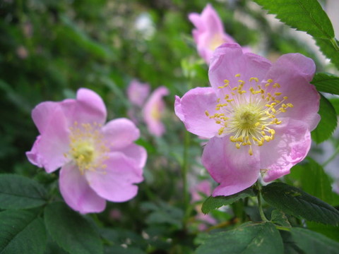 狗薔薇