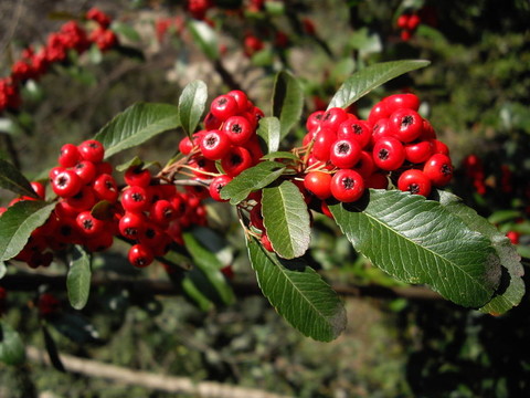 在樹枝上的紅色漿果