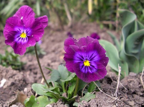 關閉的Viola tricolor flower