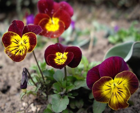 關閉的Viola tricolor flower
