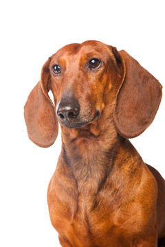 臘腸犬在孤立的白色