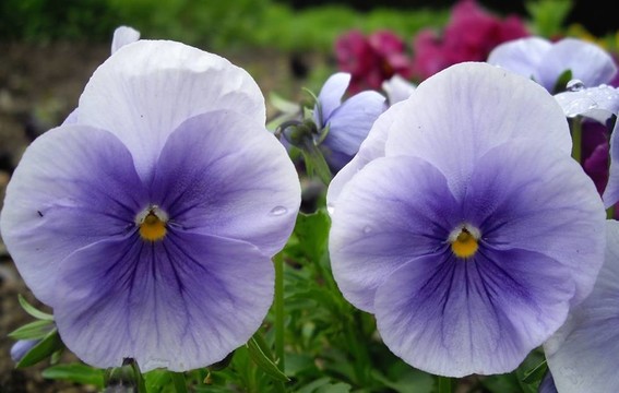 堇菜花