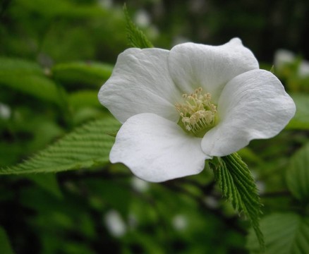 茉莉花