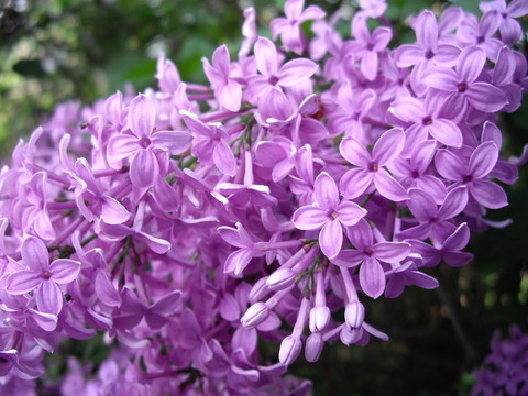 春天的時(shí)候，丁香花