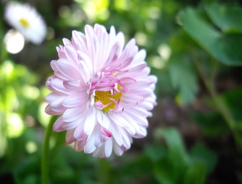 花園花特寫