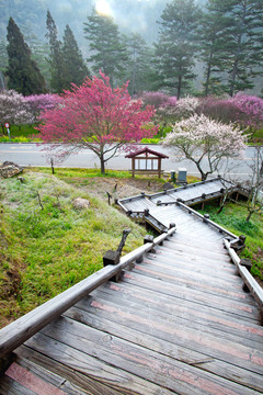粉紅花開樹枝