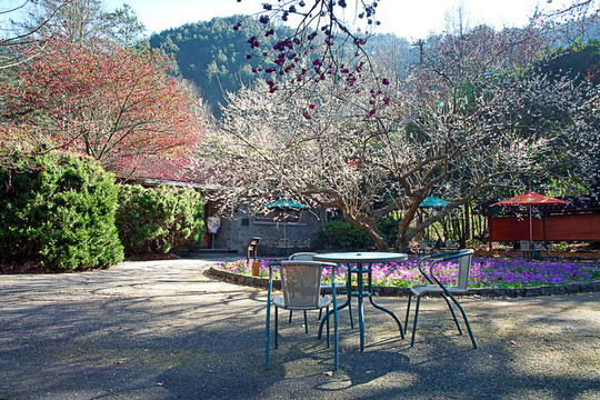 粉紅花開樹枝
