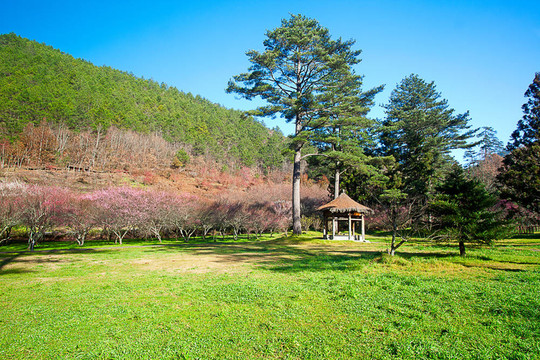 粉紅花開樹枝