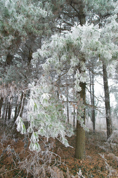 Frozen Iced Wood進(jìn)入冬季