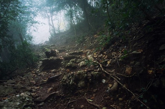 穿過森林的道路