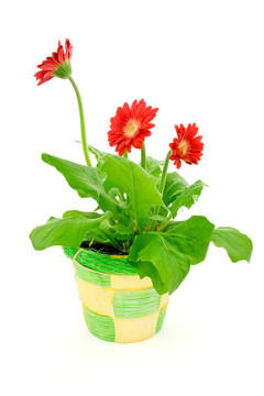 在盆栽非洲菊