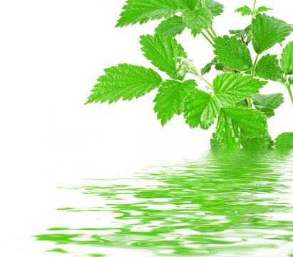 水反射植物