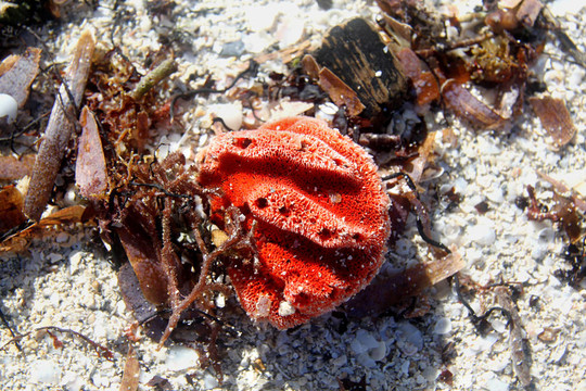 紅海海綿