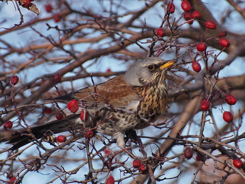 田鶇；Turdus pilaris