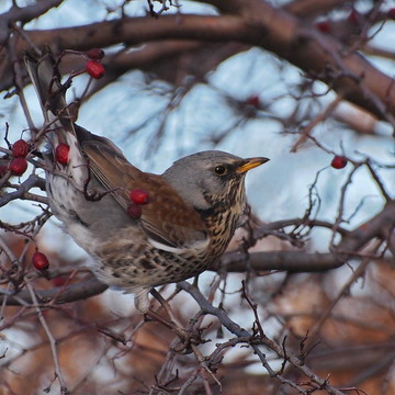 田鶇；Turdus pilaris