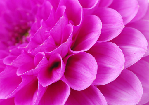 摘要花瓣