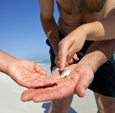 捕捉沙蚤（Mole Crab）為誘餌在海灘上