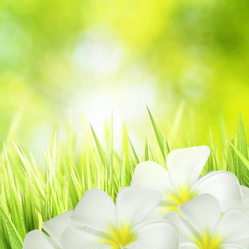 青草和白花；廣場構(gòu)成