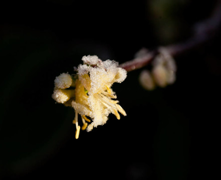 Frost Shrubby Honeysuckle