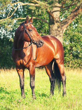美麗的prizer Trakehner種馬