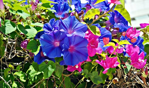 一束鮮花