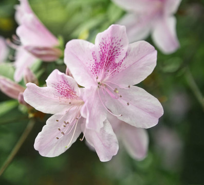淡粉色的杜鵑花特寫(xiě)