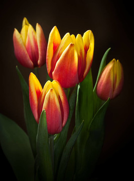 郁金香花束