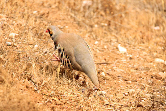 鷓鴣（Alectoris rufa）。