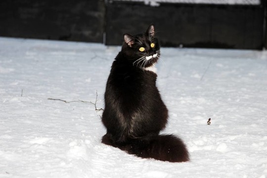 好的貓在雪
