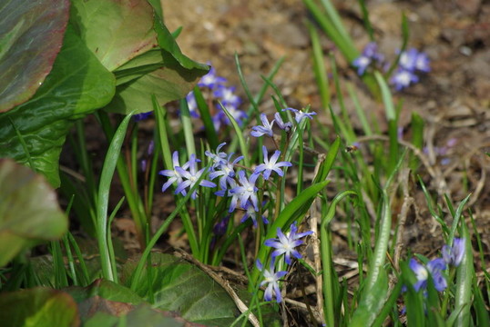 美麗的藍(lán)雪花