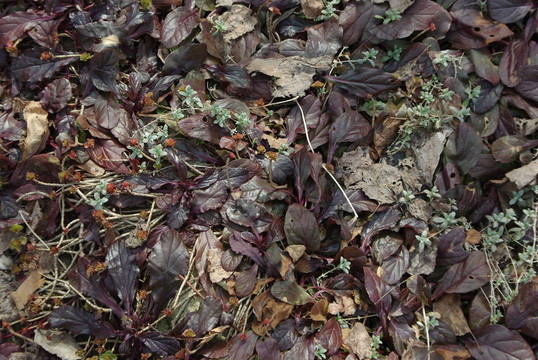 干甘藍(lán)